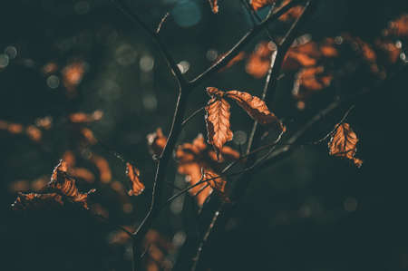 Dry orange leaves in the autumn forest backgroundの写真素材