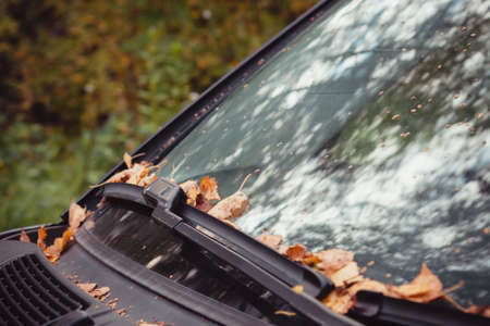 Orange autumn leaves lying on car wipers and windowの写真素材