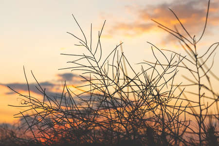 Silhouettes of dry grass with bright colorful sunset sky on backgroundの写真素材