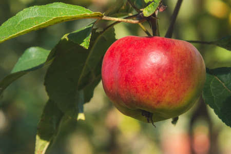 red apple on a tree branch on summer day