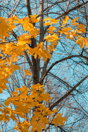 Maple yellow leaves on the branches of tree in autumn in sunlight. Verticalの写真素材