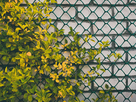 Creeper branches with yellow leaves on white brick wall backgroundの写真素材