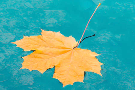 Fallen orange autumn maple leaf on a blue waterの写真素材