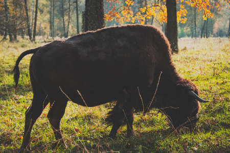 American bison in Oka national park, Russia. Buffalo in autumn forest