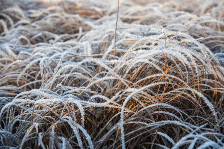 Curved stalks of dry grass with hoarfrost on frosty winter morningの写真素材