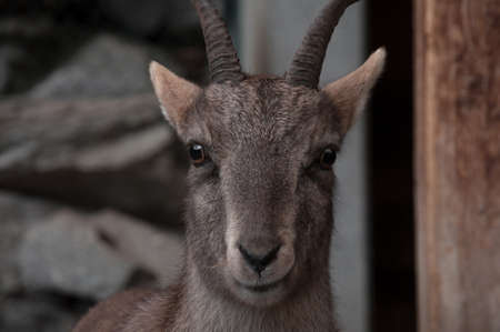 Portrait of brown female alpine ibex face taken in Alpine Zoo. Innsbruck, Austria