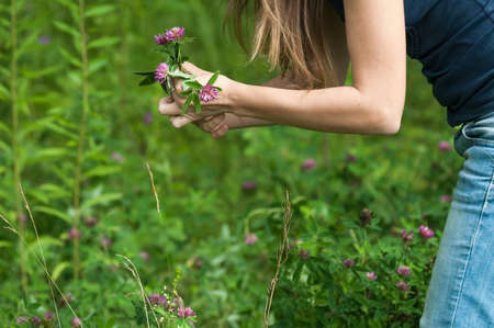 Pink clover flowers in female hands on the background of green grass on summer dayの写真素材