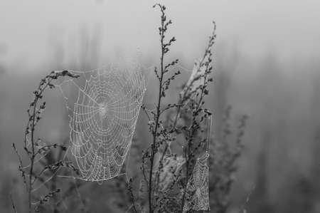 Spiderweb between two plants early in the morning. Drops of dew on a web. Black and white nature...