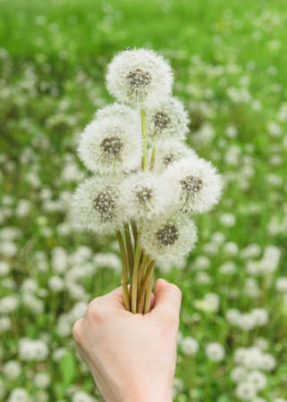 Bouquet of ripe dandelions in female hand on background of green fieldの写真素材