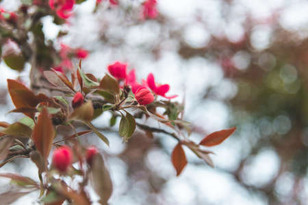 Flower buds with leaves on apple tree on white background in springの写真素材
