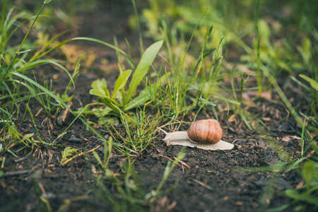 Large grape snail with a brown shell crawls in the green grass
