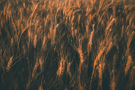 Agriculture landscape with ears of golden wheat. Rural summer darkened background scene under sunlight. Close upの写真素材