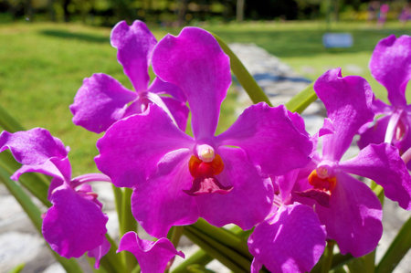 Beautiful pink orchid in Lake Gardens Kuala Lumpurの素材