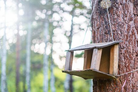 bird feeder on a tree in the forest.の写真素材