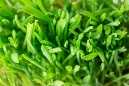 green fresh grass background closeup. the view from the top