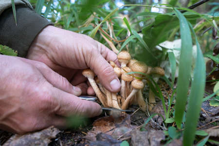 men's hands cut mushrooms opyat in the forest. harvesting by mushroom picker.