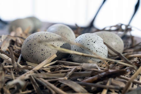Eurasian coot nest, Fulica atra egg in natureの写真素材