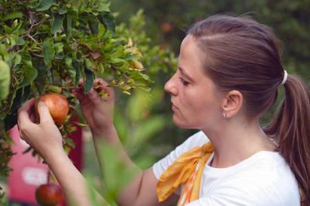 A young beautiful woman is harvesting pomegranate, leaves and trees. Autumn is the time of harvesting, the face is close-upの写真素材