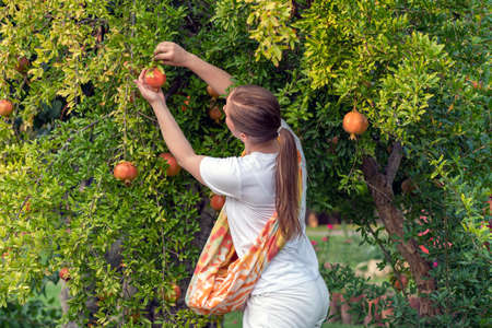 An adult white woman plucks ripe pomegranate fruits from a tree, harvesting in early autumn. orange lightの写真素材