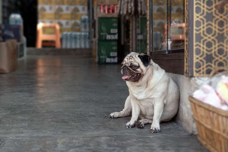 The pug is a breed of dog with physically distinctive features of a wrinkly, short muzzled face, and curled tail. The breed has a fine, glossy coat that comes in a variety of colors, most often light brown fawn or black, and a compact, square body with well developed muscles.の写真素材