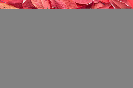 red dry autumn cherry leaves on a red background. autumn has come, abstract autumn backgroundの写真素材