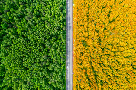 a forest divided by a road in half, background top view change of seasons summer autumn bright conceptの写真素材