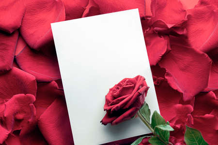 a red rose on a white piece of paper. a Valentines Day greeting or an invitation to an event or wedding. copy space template layout conceptの写真素材
