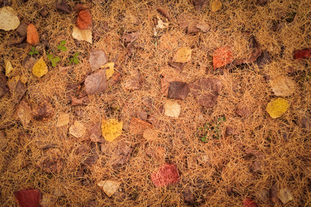 autumn nature outdoor background - the ground is dotted with foliage and yellow and brown pine needles. the onset of autumn seasonsの写真素材