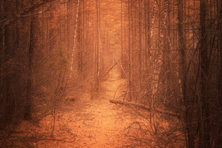 atmospheric autumn scary forest path. creepy but inviting.の写真素材