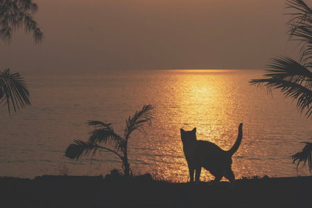 A black silhouette of a cat against the backdrop of an evening sea sunset in Thailand. Even cats love to spend their holidays in Thailand.の写真素材