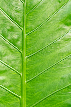 Verdant Whispers: A Close-up Exploration of Green Leaf Texture and Backgroundの写真素材