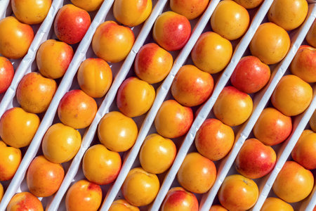 Orange red nectarines ripe top view. A variety of fresh, eco-friendly apricots, neatly arranged in...