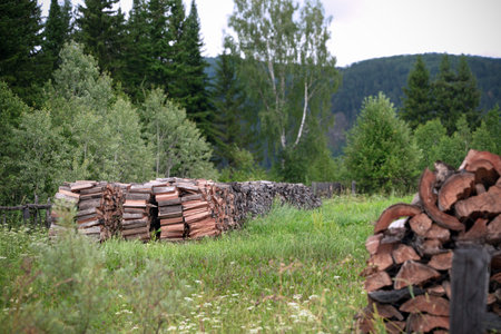 Stacks of firewood in a lush forest clearing during summer in the mountains