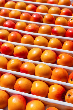 Autumn background of ripe fruits - Vibrant row of ripe nectarines ready for harvest in a sunny orchard during the early autumn seasonの写真素材