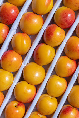 Rows of ripe yellow and red nectarines arranged in a box, showcasing their fresh and vibrant colors...