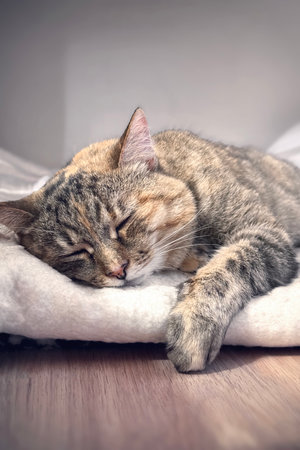 A gray and orange tabby cat lies peacefully asleep on a soft blanket in a warm, inviting room. The gentle light of the afternoon creates a serene atmosphere, enhancing the cozy surroundings.の写真素材