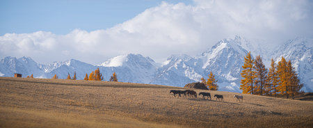 Colorful autumn landscape in Altai mountains with grazing cattle under clear blue skies. Horses graze near the mountains.の写真素材