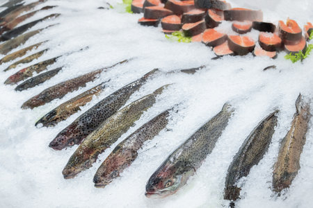 Trout, salmon or sockeye salmon - different types of fresh salmon on ice - fresh chilled red fish in...