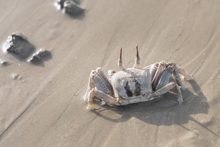 Sand crab ghost on the seashore, walking on wet sand in the sunlight, the concept of wildlife, coast...