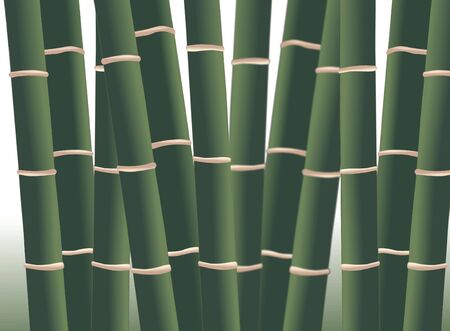 Image of green bamboo in the forestの写真素材