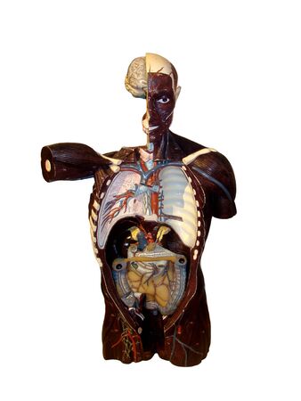Image of human anatomy over white backgroundの写真素材