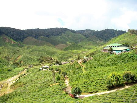 tea farm lanscapeの写真素材