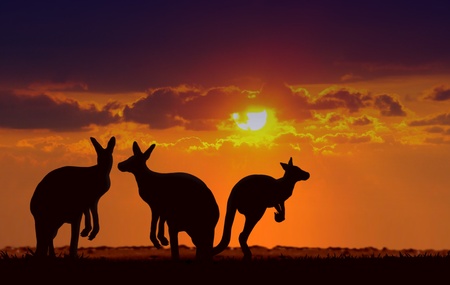 kangaroos under sunsetの写真素材