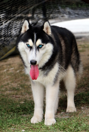 Siberian husky standingの写真素材