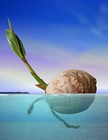 Coconut seed drifting at sea under blue skyの写真素材