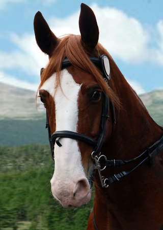 Portrait of a brown stallionの写真素材