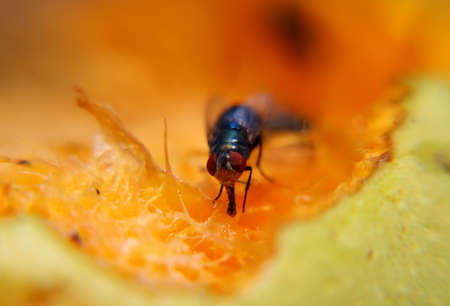 Fruit fly sucking sweet from ripe fruitの写真素材