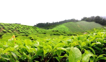Tea farm plantation in Cameron Highland Malaysia