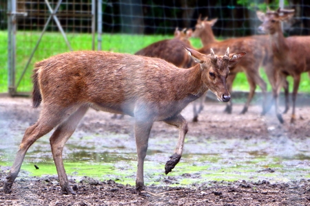 Deer walking in muddy groundの写真素材