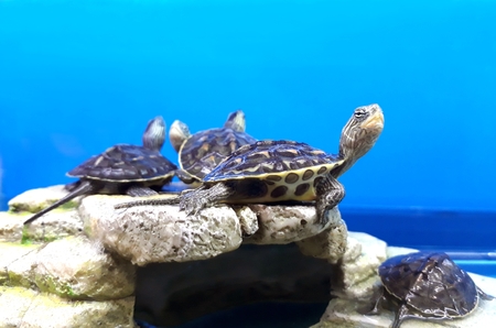 tortoise on rock under blue sky at the beachの写真素材